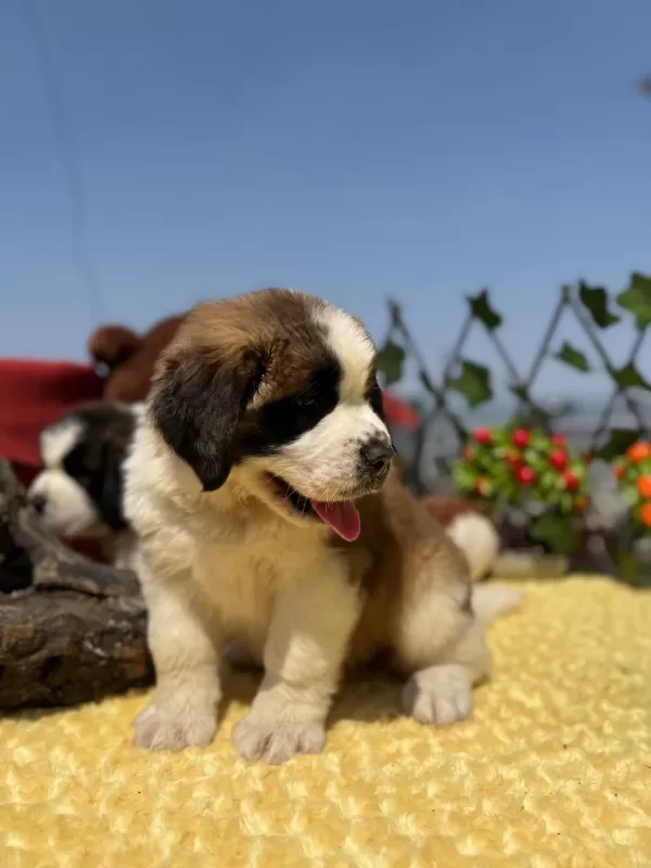 Heybetli Üst Kalite St Bernard Yavrular
