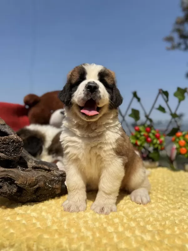 Heybetli Üst Kalite St Bernard Yavrular