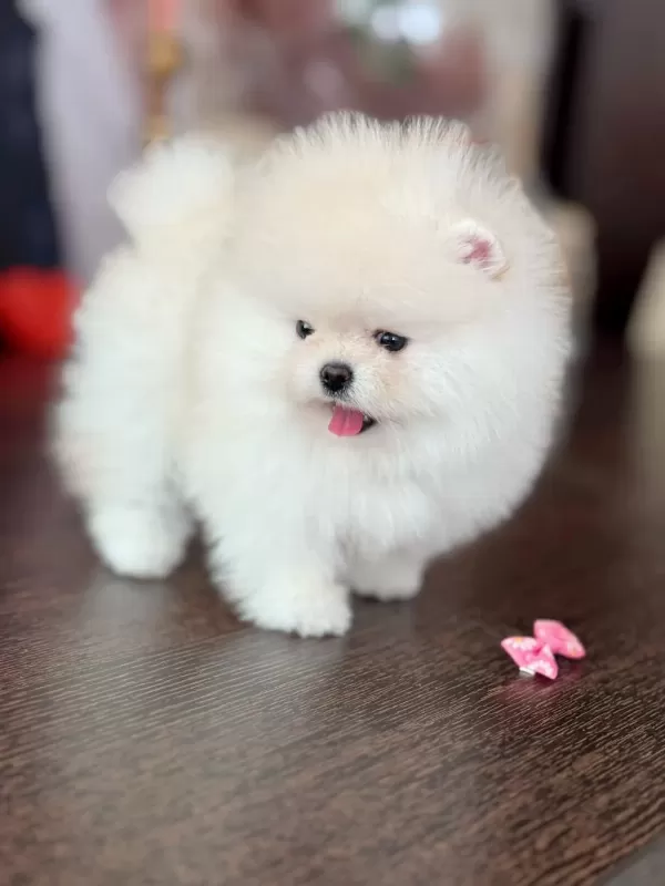 İnanılmaz Güzellikte Bembeyaz Pomeranian Kızımız