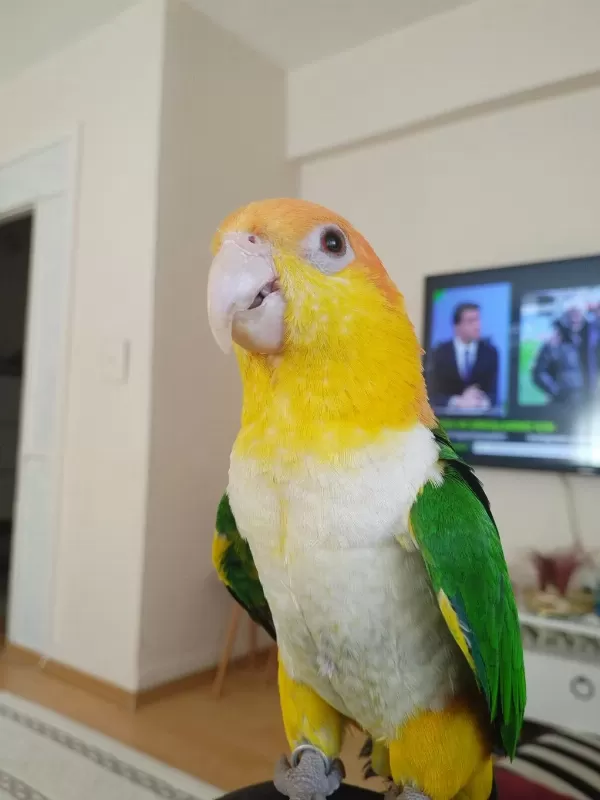 Dna Belgeli Alışkın Dişi Caique