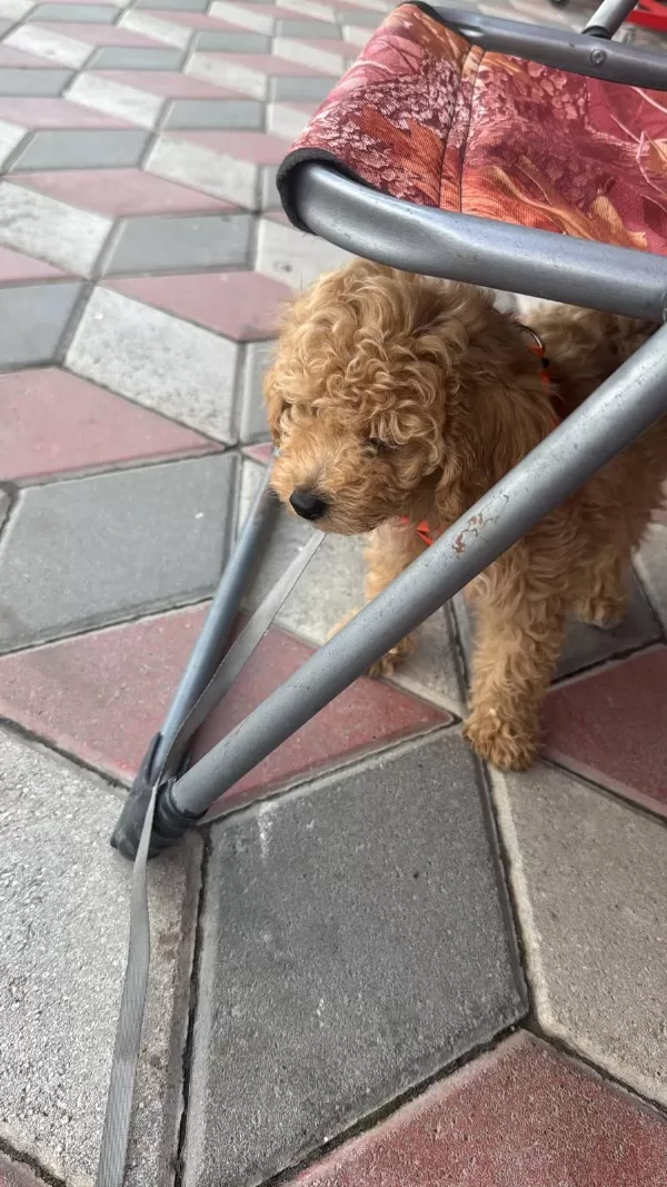 2.5 Aylık Erkek Poodle