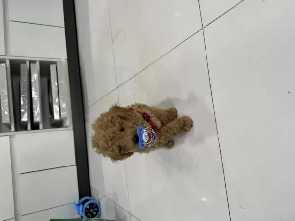 2.5 Aylık Erkek Poodle