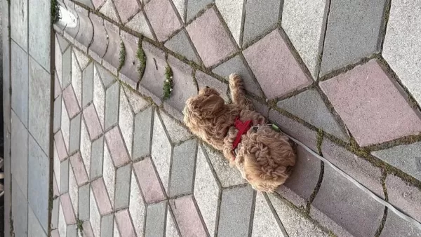 2.5 Aylık Erkek Poodle