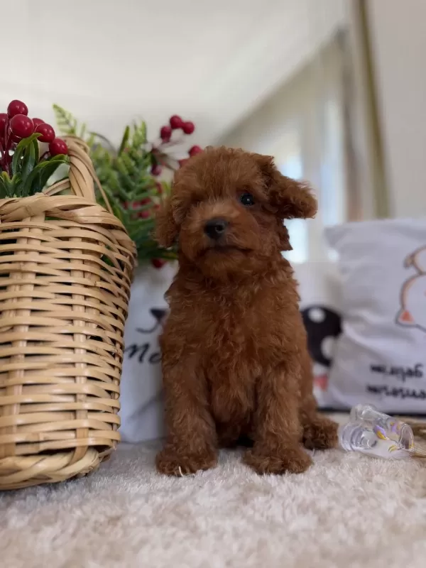 Muhteşem Kore Poodle