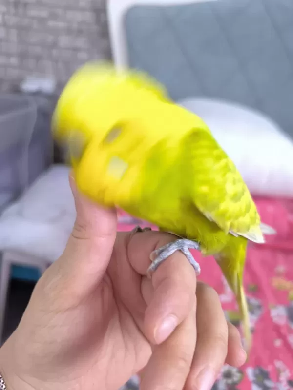 Ücretsiz Sahiplendirme Muhabbet Kuşumuz