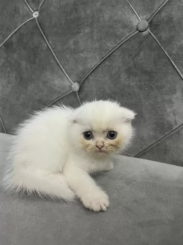 Sevimli Scottish Fold Dostum