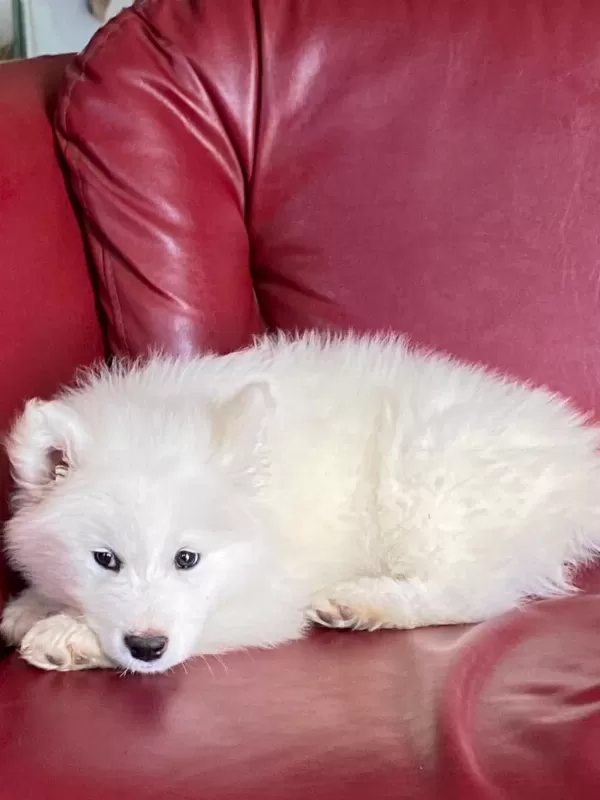 Harika Samoyed Bebeklerim