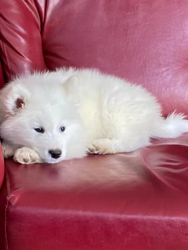 Harika Samoyed Bebeklerim