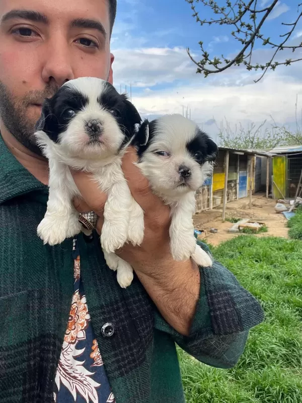 Shih Tzu Bebeklerimiz