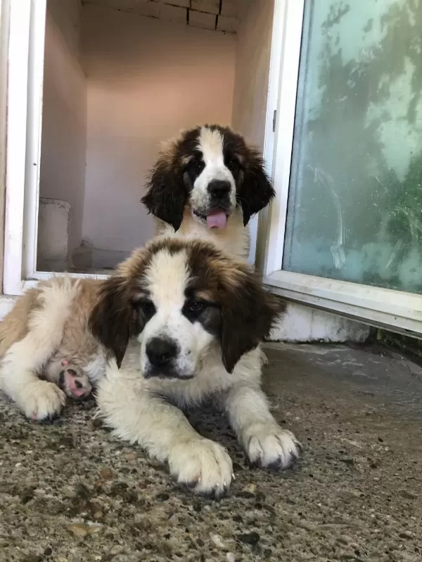 Saint Bernard Bebek Köpekler