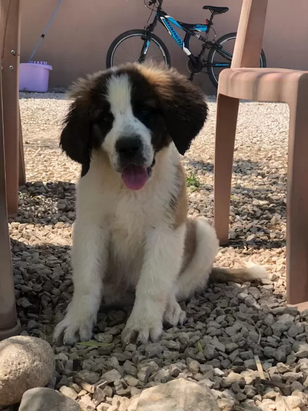 Saint Bernard Bebek Köpekler