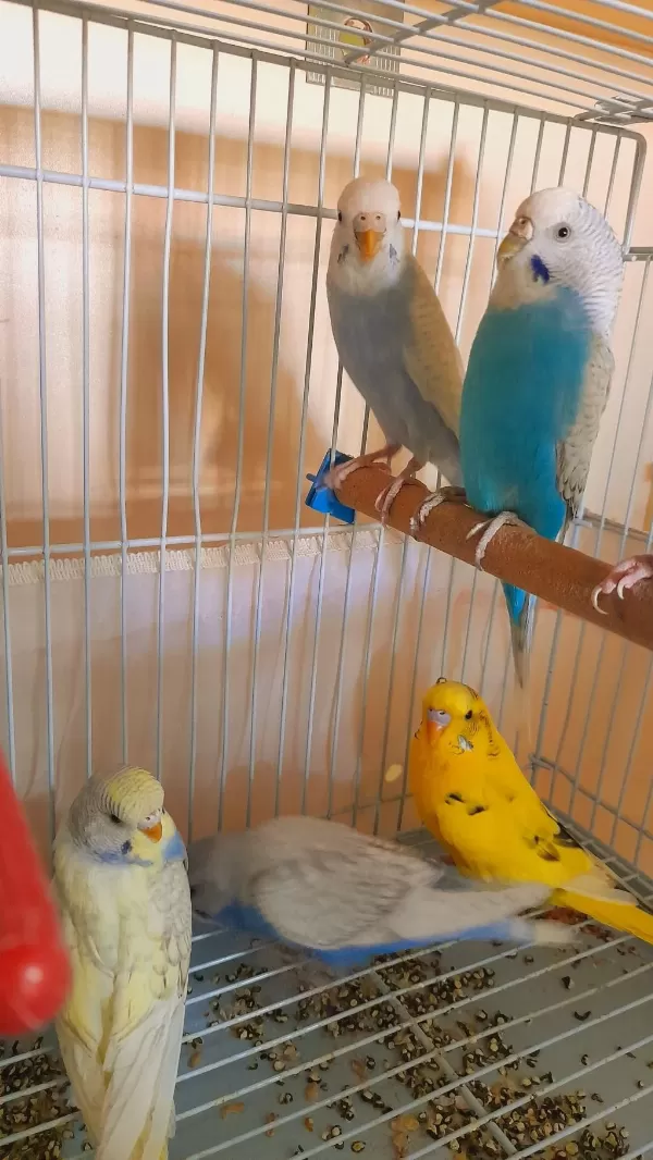 Muhabbet Kuşu Damizlik 2 Adet Dişi Sorunsuz