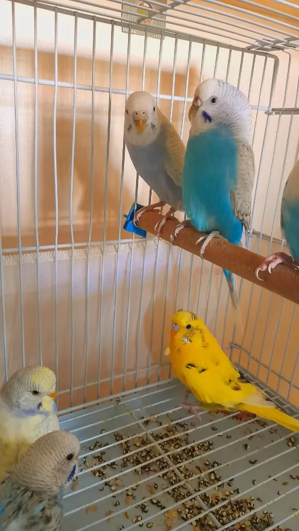 Muhabbet Kuşu Damizlik 2 Adet Dişi Sorunsuz