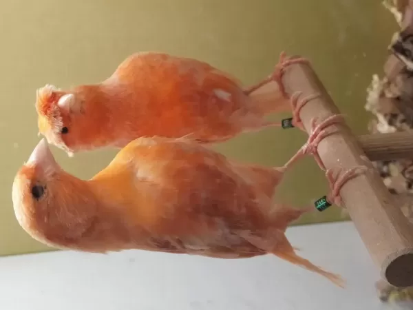 Alman Tepeli Lipogram Kanarya Takım