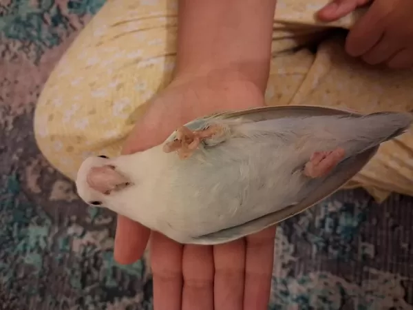 Evcil Takım Sevda Papağanı Açıklama Okuyun