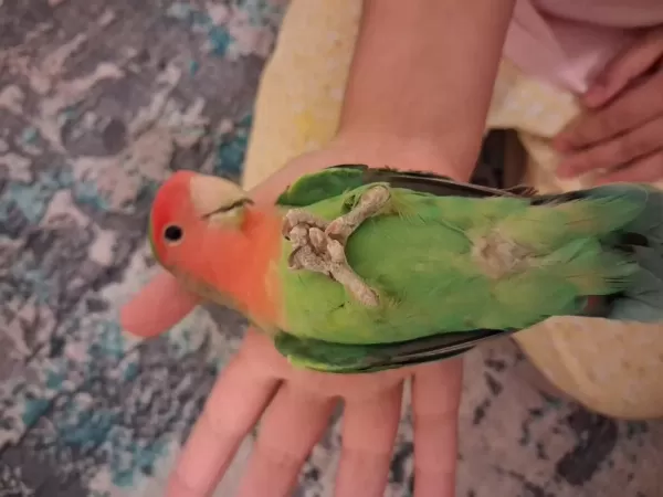 Evcil Takım Sevda Papağanı Açıklama Okuyun