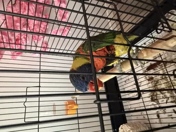 Lori Papağanı Ele Aliskin Konusan Bakimli