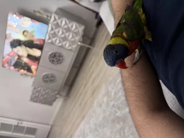 Lori Papağanı Ele Aliskin Konusan Bakimli