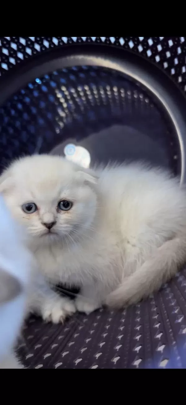 Scottish Fold Kedimiz