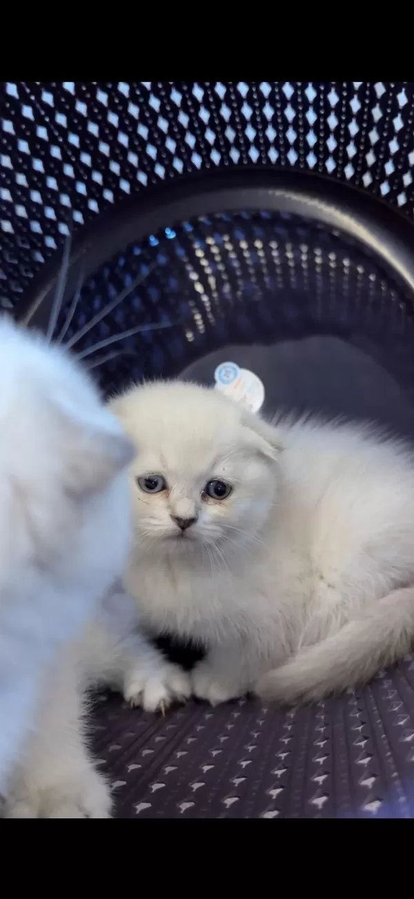 Scottish Fold Kedimiz