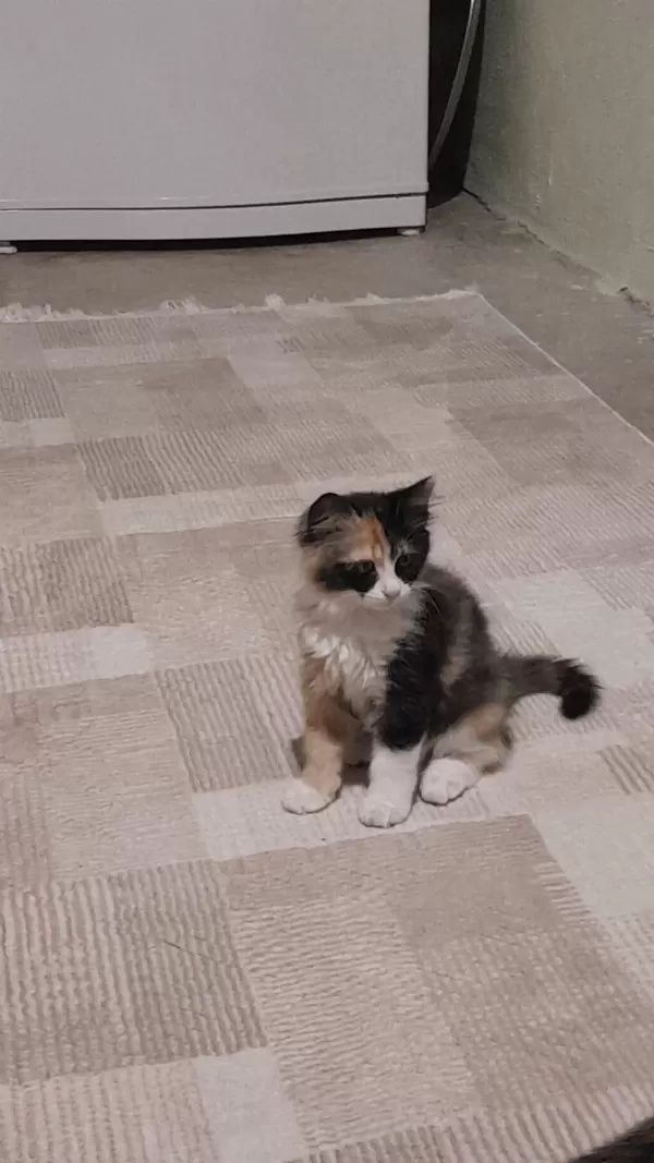 3 Güzel Yavru Kedimiz Yeni Ailesini Arıyor