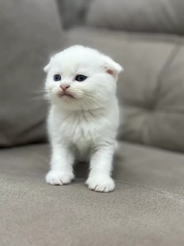Scottish Fold Yavrumuz