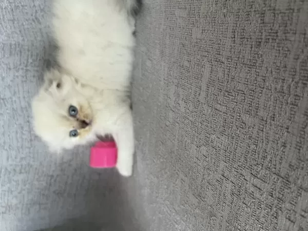 Minik Erkek Scottish Fold Oğlum