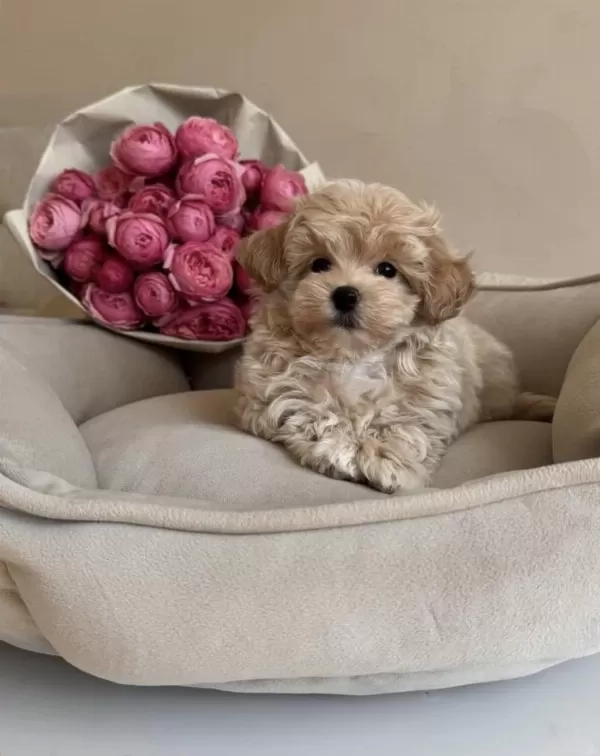 Yeni Gelen Original Teacup Maltipoo Yavrularimiz