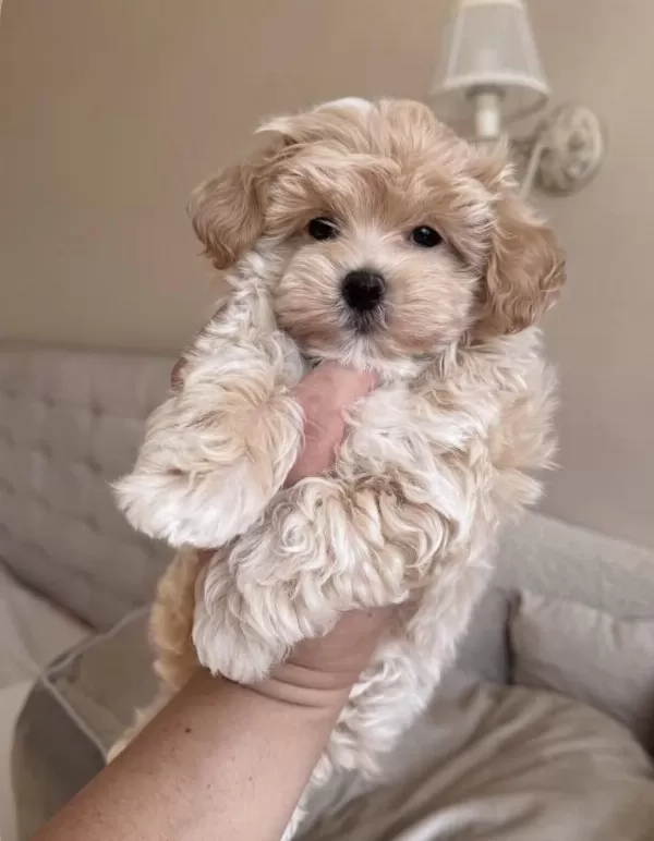 Yeni Gelen Original Teacup Maltipoo Yavrularimiz