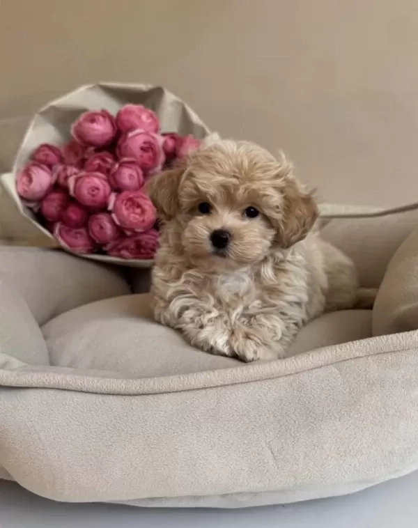 Yeni Gelen Original Teacup Maltipoo Yavrularimiz