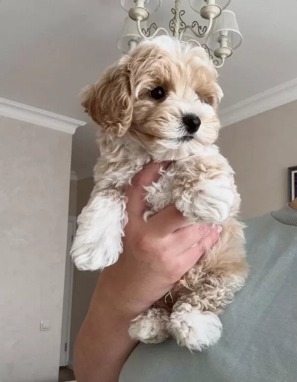 Original Kore Teacup Maltipoo Yavrumuz