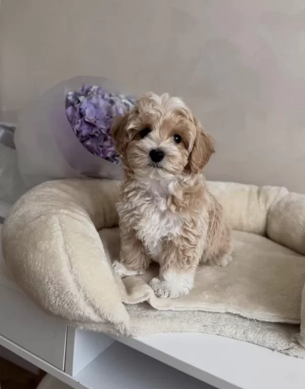 Original Kore Teacup Maltipoo Yavrumuz