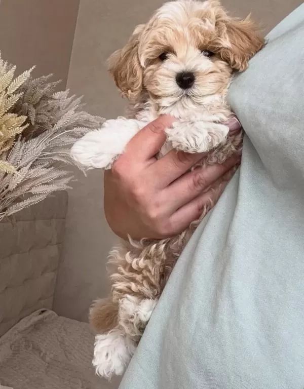 Original Kore Teacup Maltipoo Yavrumuz