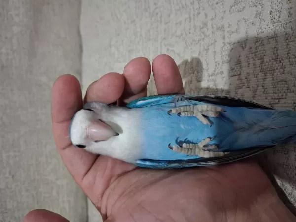 Ev Üretimi Sevda Papağanı Açıklama Okuyun