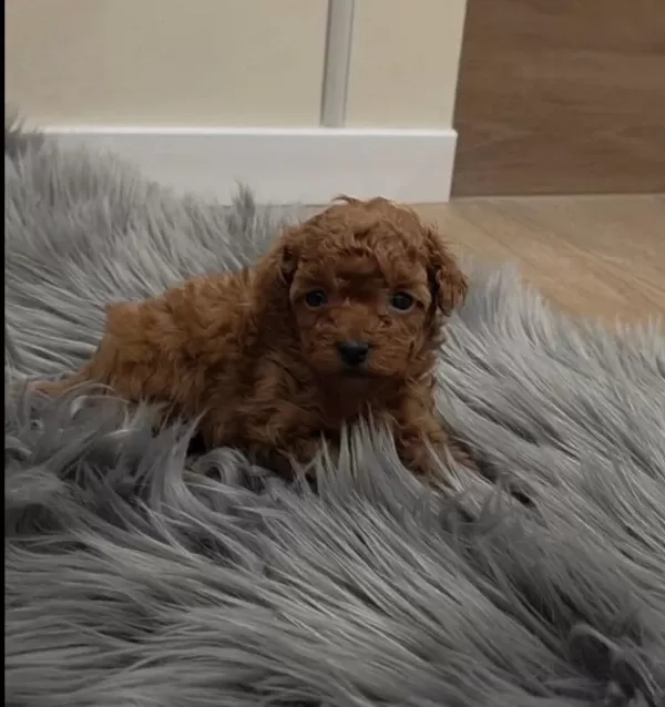 Özel Toy Poodle Yavrular Veteriner Kontrollü