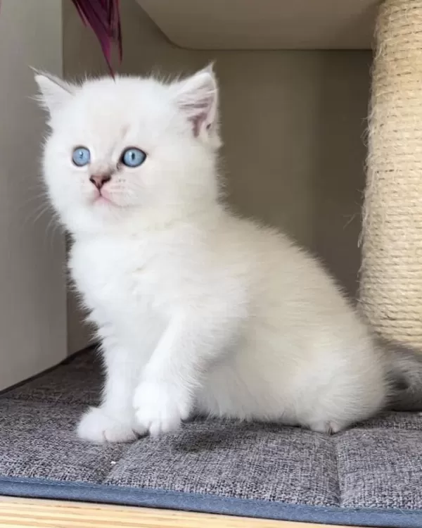 British Shorthair Yavrulari