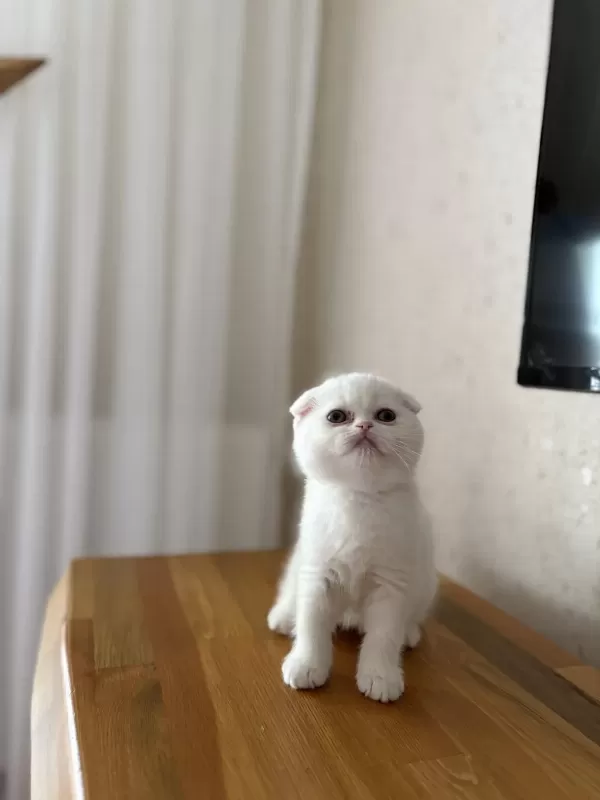 Scottish Fold Beyaz Yavrularim