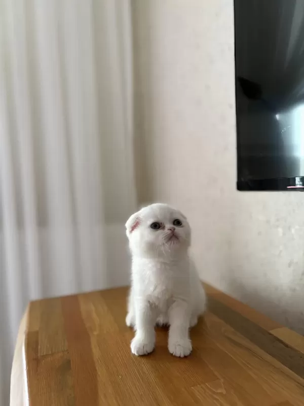 Scottish Fold Beyaz Yavrularim