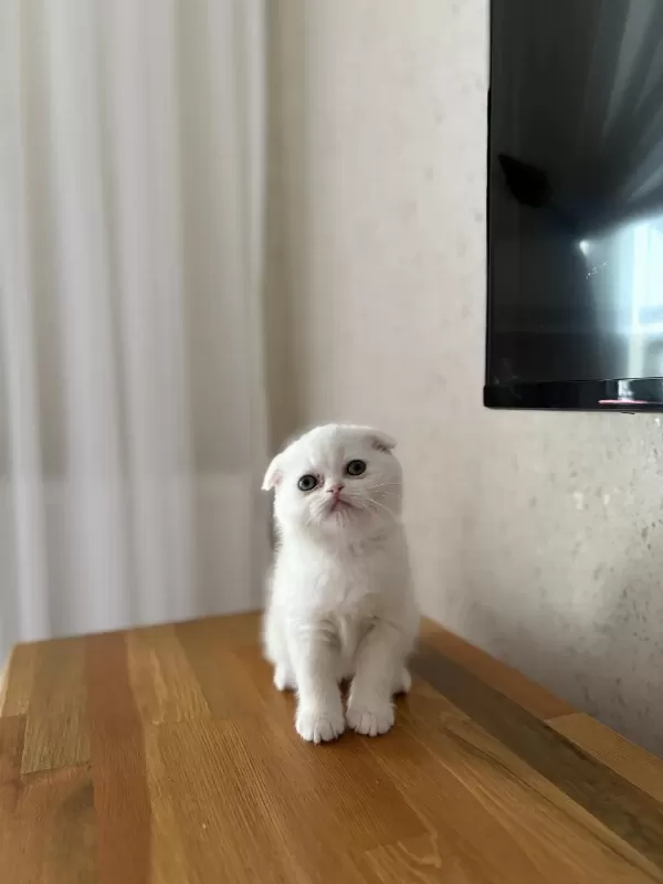 Scottish Fold Beyaz Yavrularim