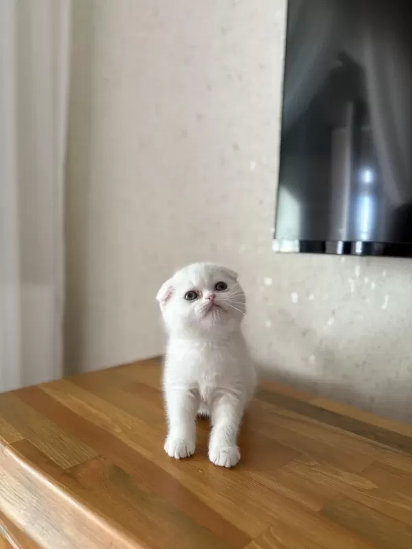 Scottish Fold Beyaz Yavrularim