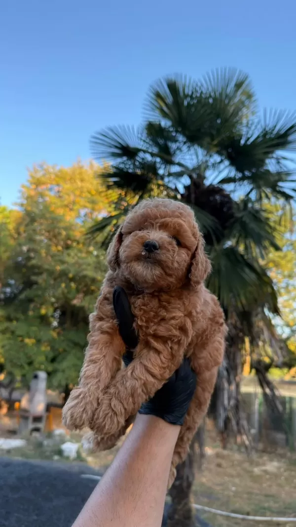 Sağlıklı Kore Kan Maltipoo