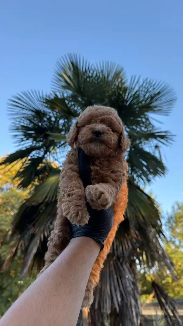 Sağlıklı Kore Kan Maltipoo