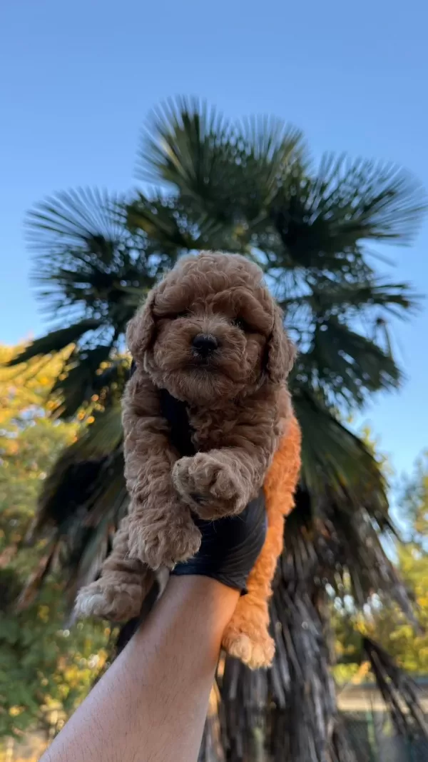Sağlıklı Kore Kan Maltipoo
