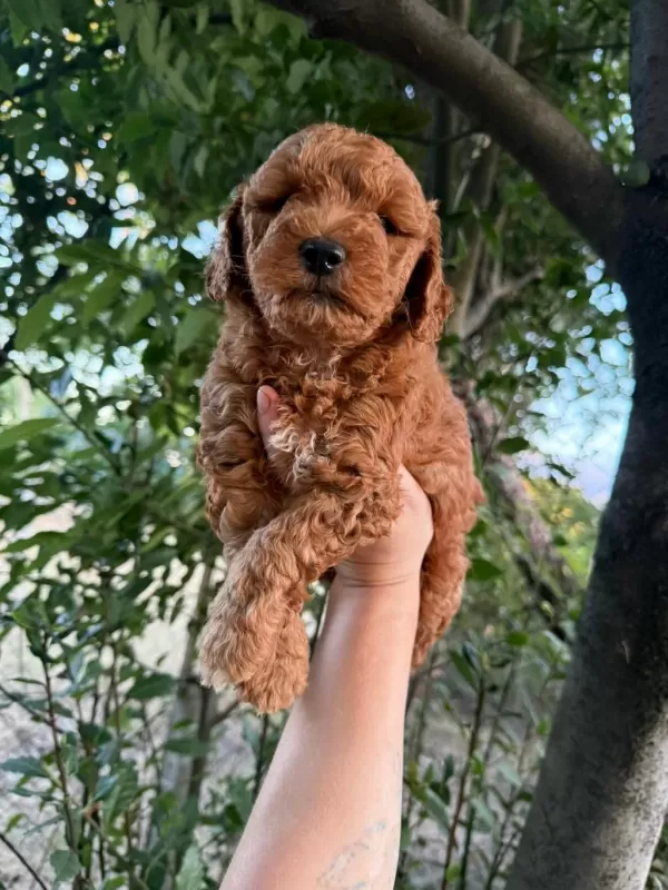 Sağlıklı Kore Kan Maltipoo