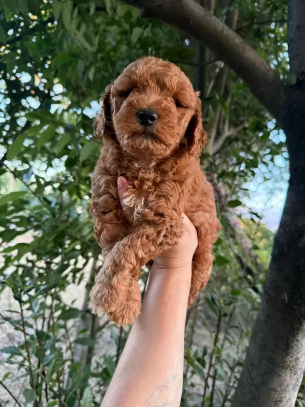 Sağlıklı Kore Kan Maltipoo