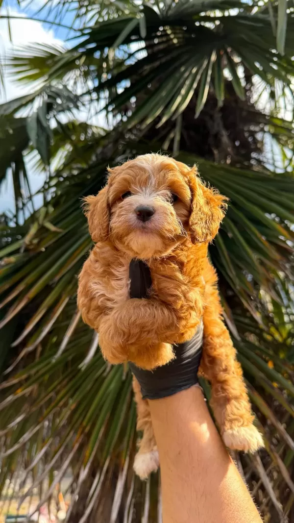 Sağlıklı Kore Kan Maltipoo
