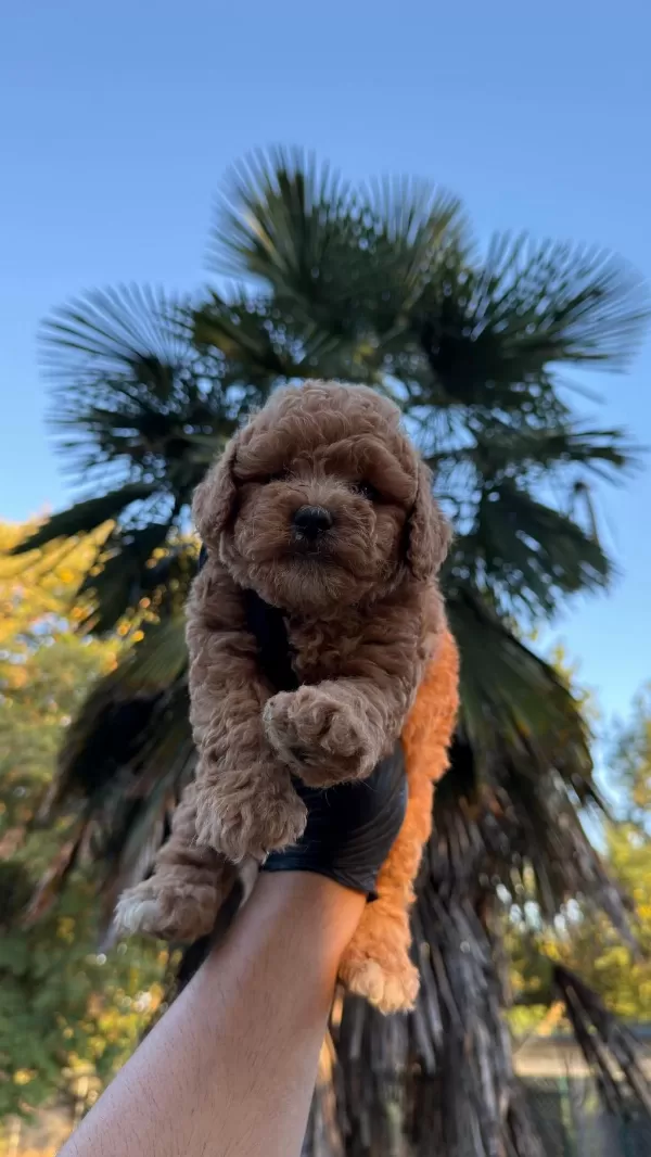 Sağlıklı Kore Kan Maltipoo