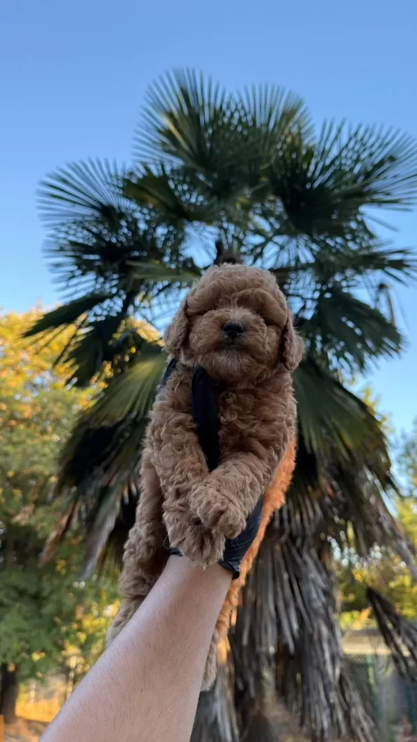 Sağlıklı Kore Kan Maltipoo