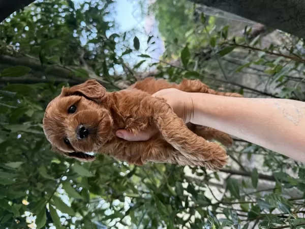 Sağlıklı Kore Kan Maltipoo
