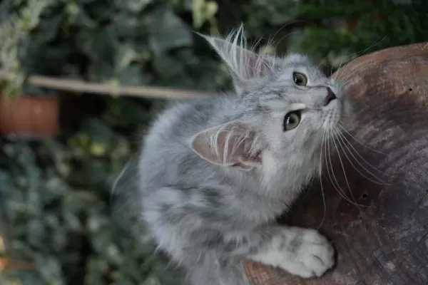 Kalitenin Adresi Big Claw Maine Coon